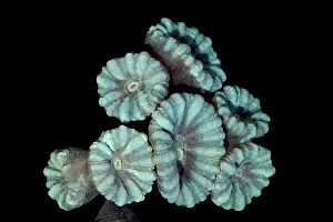 Horizontal Prints: Fluorescent Coral in in White Light
