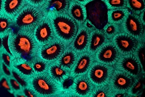 Horizontal Prints: Fluorescent Coral in UV light