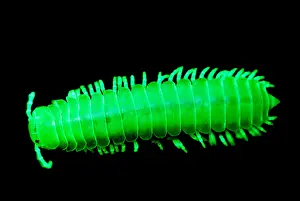Illumination Prints: Fluorescent Millipede