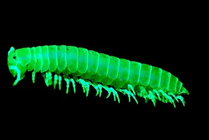 California Prints: Fluorescent Millipede