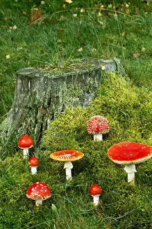 Nature Prints: Fly Agaric Mushrooms