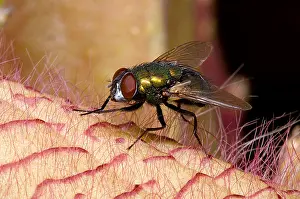 Beetle Prints: Fly on Carrion Flower