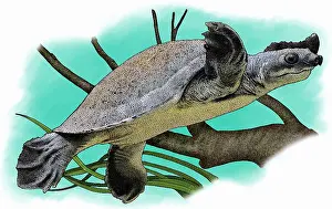Turtle Prints: Fly River Turtle