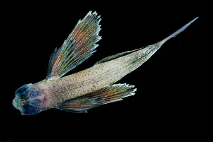 Flying Prints: Flying Fish