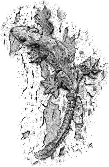 Lizards Prints: Flying Gecko
