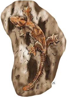 Flying Prints: Flying Gecko
