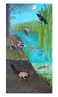 Foods Prints: Food Web