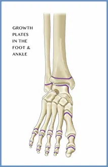 Pediatric Prints: Foot Growth Plates, Illustration