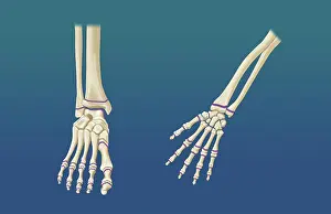 Plate Prints: Foot and Hand Growth Plates, Illustration