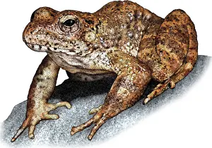 Ranidae Prints: Foothill Yellowlegged Frog