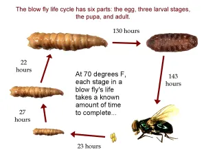 Chart Prints: Forensic Helper, Life Cycle of Blow Fly