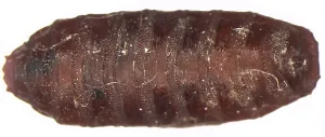 Court Prints: Forensic Helpers, Black Blow Fly Puparium