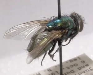 Court Prints: Forensic Helpers, Green Blow Fly