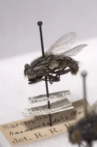 Court Prints: Forensic Helpers, Red-Tailed Flesh Fly