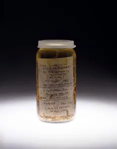 Court Prints: Forensics, Entomological Evidence