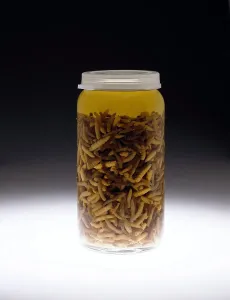 Court Prints: Forensics, Entomological Evidence