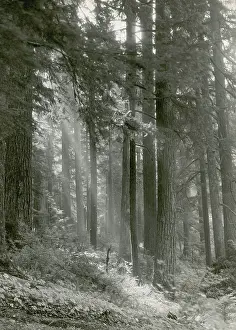 Trunks Prints: Forest of Douglas-fir Trees