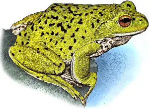 Japan Prints: Forest Green Tree Frog