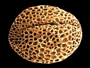 Scanning Prints: Forsythia Pollen Grains