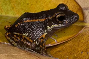Central Prints: Fort Randolph Robber Frog