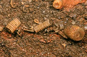 Extinct Prints: Fossil Crinoids