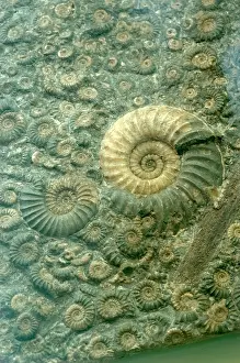Rock Prints: Fossiliferous Limestone