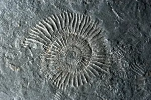 Rock Prints: Fossilized Ammonites