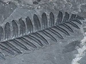 Rock Prints: Fossilized Fern
