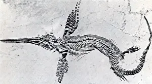 Time Prints: Fossilized Ichthyosaur, Mesozoic Reptile