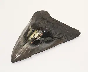 Formation Prints: Fossilized Shark Tooth
