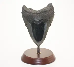 Formation Prints: Fossilized Shark Tooth