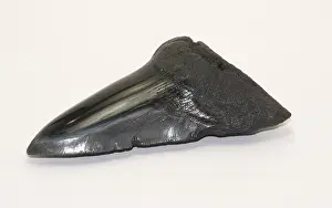 Formation Prints: Fossilized Shark Tooth