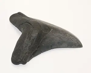 Tooth Prints: Fossilized Shark Tooth