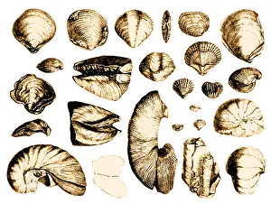 Fossilized Shells, 1844