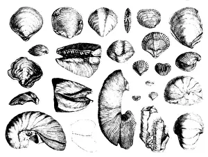 Geologic Prints: Fossilized Shells, 1844