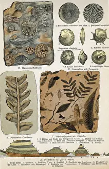 Specimen Prints: Fossils