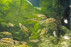 2022 Prints: Fourspine Sticklebacks & Minnows
