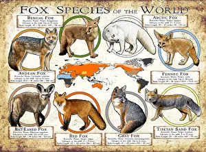 Maps Prints: Fox Species of the World