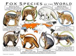 Prints: Fox Species of the World