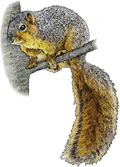 Rodent Prints: Fox Squirrel