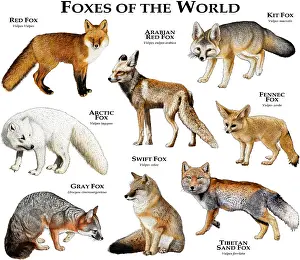 Arab Prints: Foxes of the World
