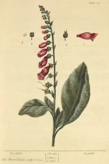 Plantae Prints: Foxglove, Medicinal Plant, 1737