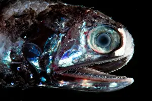 Mexico Prints: Fragile Lanternfish (Diaphus fragilis)