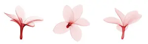 Nature Prints: Fragipani (Plumeria) Flowers, X-ray
