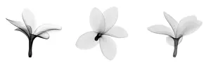 Botany Prints: Fragipani (Plumeria) Flowers, X-ray