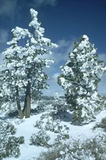 Frost Prints: Fraizer Mountain Park