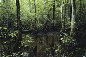 Nature Prints: Francis Beidler Forest
