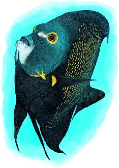 France Prints: French angelfish