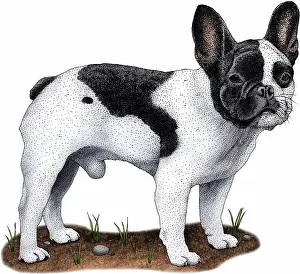 France Prints: French bulldog