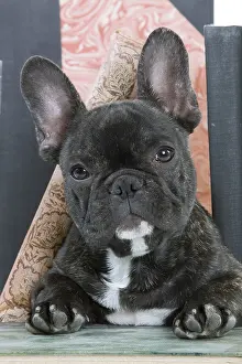 Studio Prints: French Bulldog Puppy